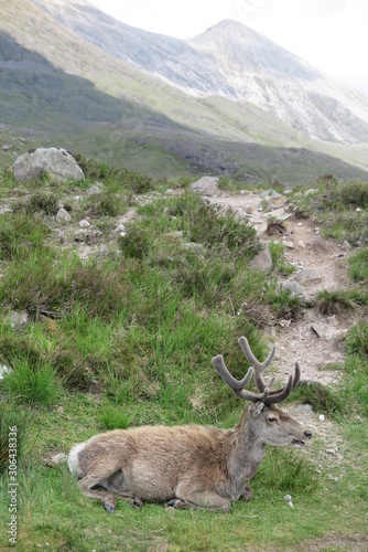 Junger Hirsch im Glen Torridon , Schottland © shorty25