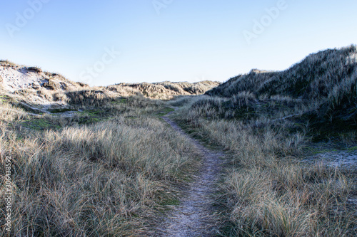 Sand dunes with sand ryegrass on the Danish west-coast Henne Beach