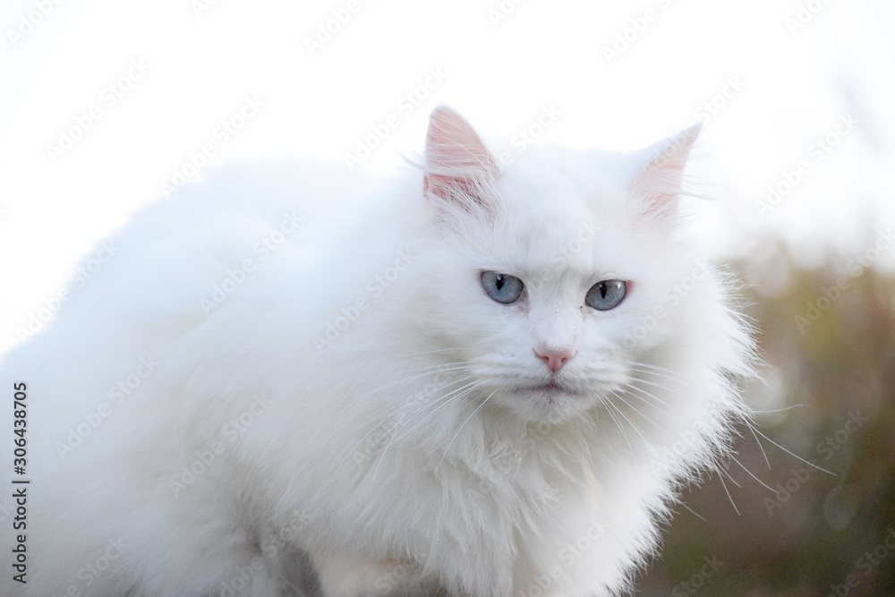 White cat kitten on white background