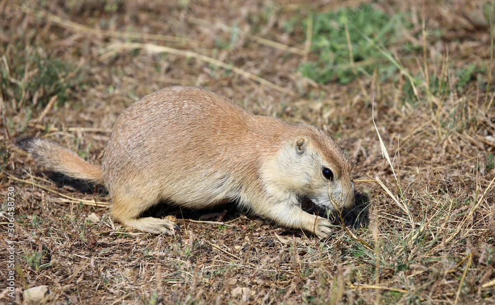 Naklejka premium Prairie dog - North Dakota