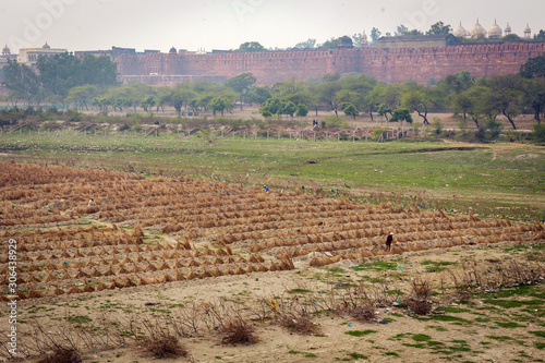 Agricultural field and people work on it