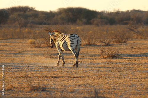 Zebras walking during sunset in khama rhino sanctuary in Botswana on holiday. Traveling during dry season in summer.