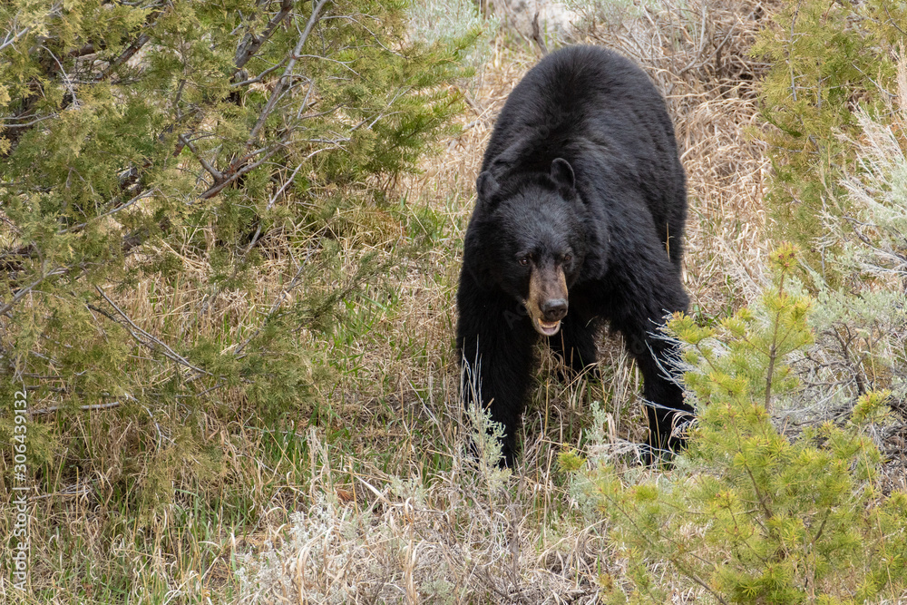 Fototapeta premium Black Bear in Yellowstone National Park
