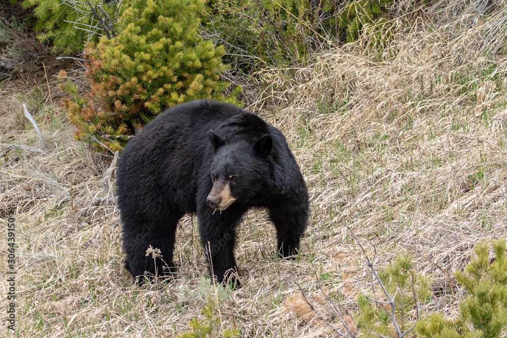 Black Bear in Yellowstone National Park Black Bear in Yellowstone National Park