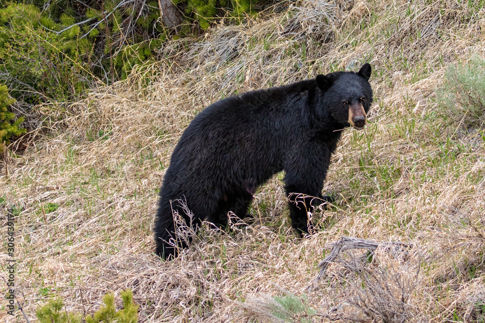 Black Bear in Yellowstone National Park Black Bear in Yellowstone National Park