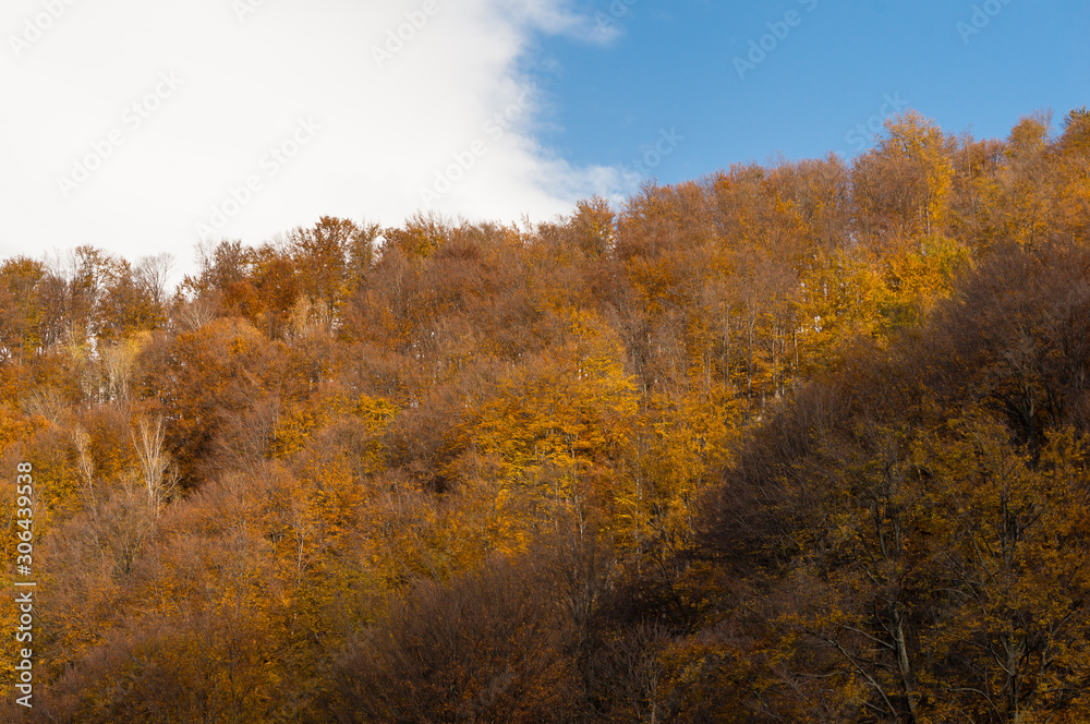 Multi colored trees and autumn sun shining in the blue sky. Golden autumn scene in a forest, with falling leaves, the sun shining through the trees and blue sky