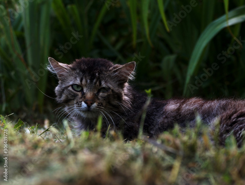 old cat in the grass © Полина Махненко