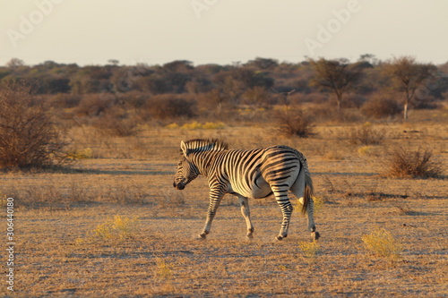 Zebras walking during sunset in khama rhino sanctuary in Botswana on holiday. Traveling during dry season in summer.