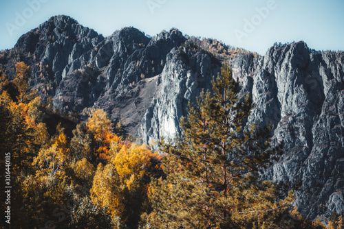 Beautiful autumn scenery with selective focus on a sprawling pine in the foreground  a mountain ridge and the hillside overgrown with yellowed trees in a defocused  background  Altai  Russia