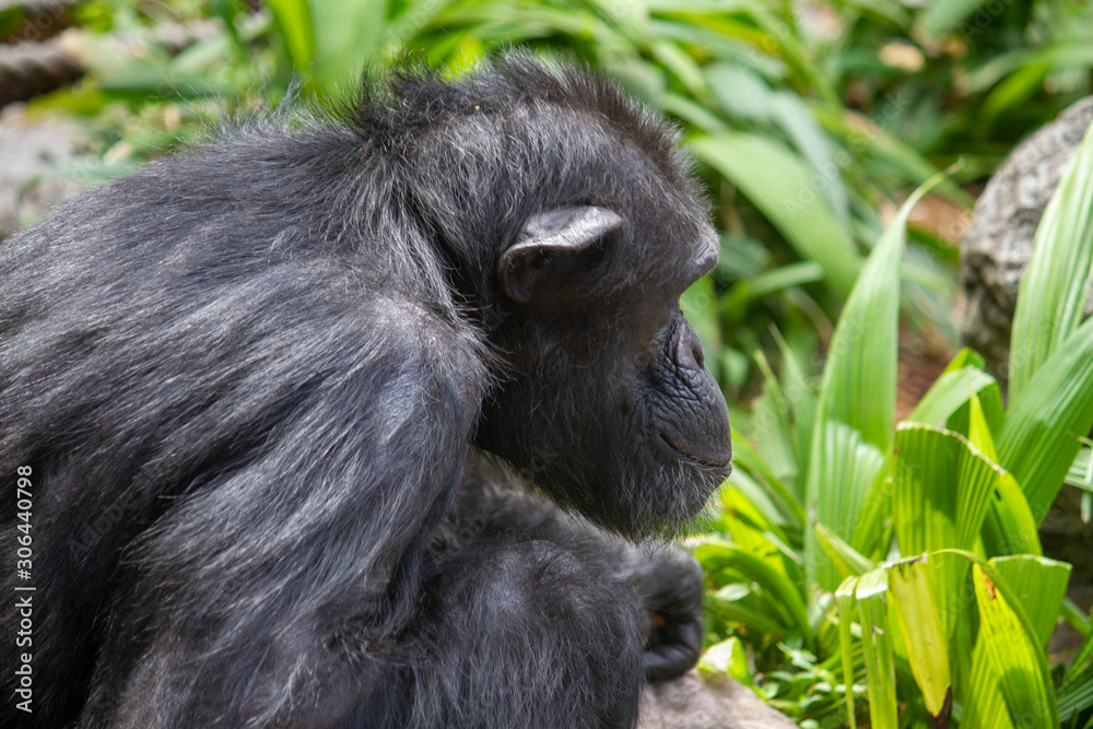 Obraz premium Chimpanzee profile image landscape