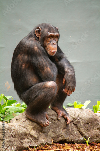 Chimpanzee looking to right of frame portrait