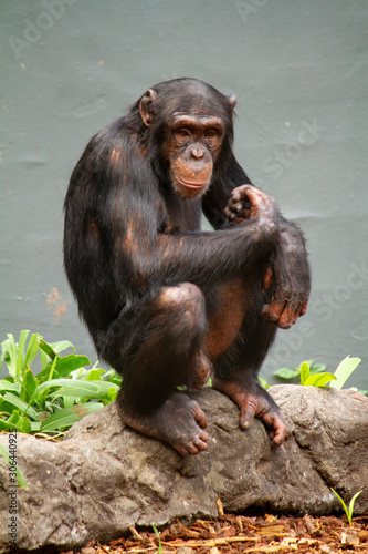 Chimpanzee sits and looks to camera portrait