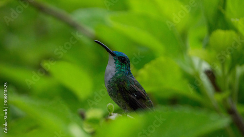 Hummingbird at rest(2)