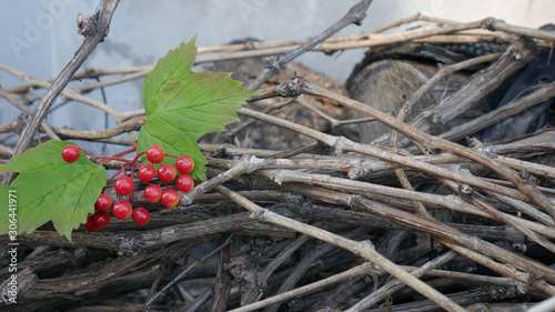 Sprig of viburnum on a pile of firewood. Composition of viburnum, vine and firewood, background. photo