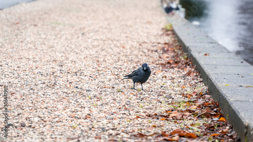 Belligerent blackbird