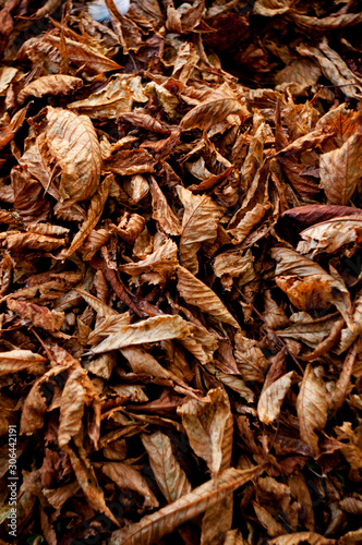 Fallen dried leaves texture. Autumn wallpaper. 