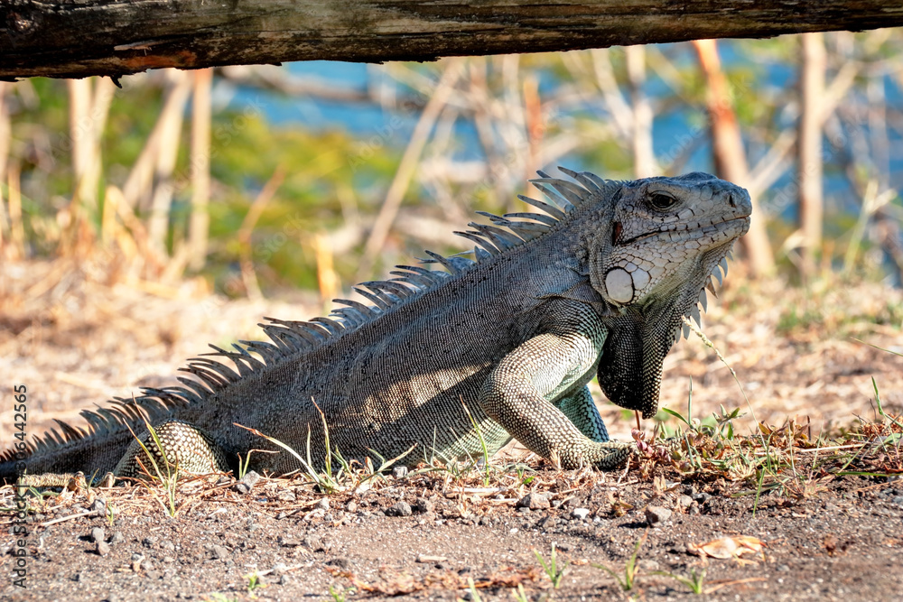 Un iguane en Guadeloupe Antilles Française Un iguane en Guadeloupe Antilles Française