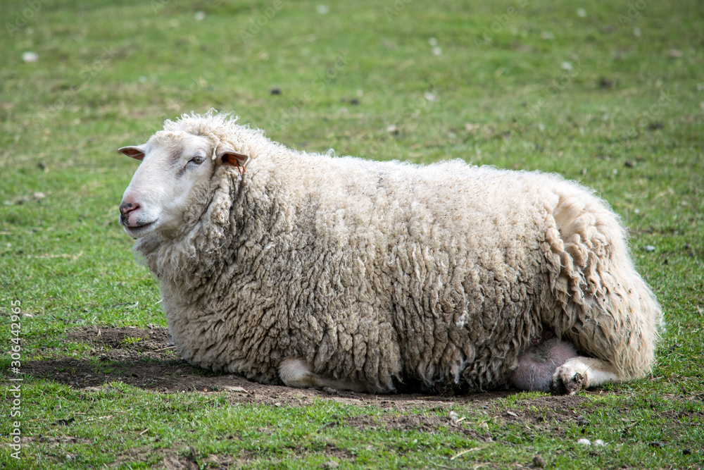 Sheep on a farm resting on green grass