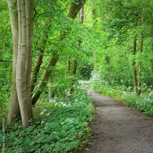 Walkway in Stochemhoeve forest park in the Netherlands photo