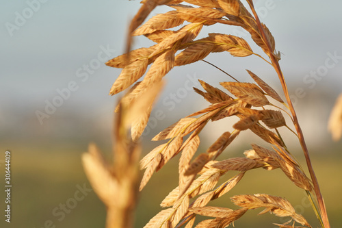 sunset sea oats