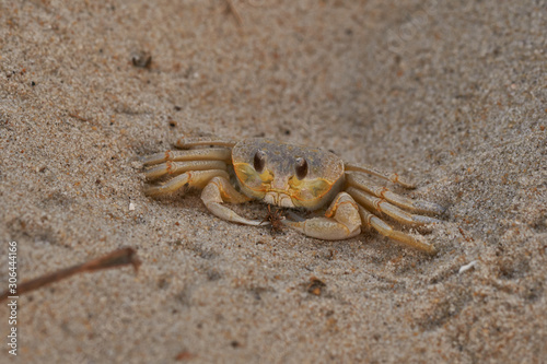 ghost crab on the beach