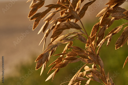sunset sea oats