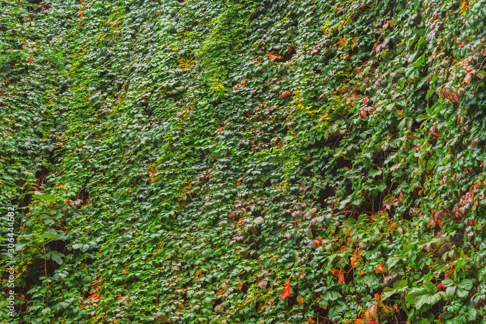Abstract composition of a wall with lianas.