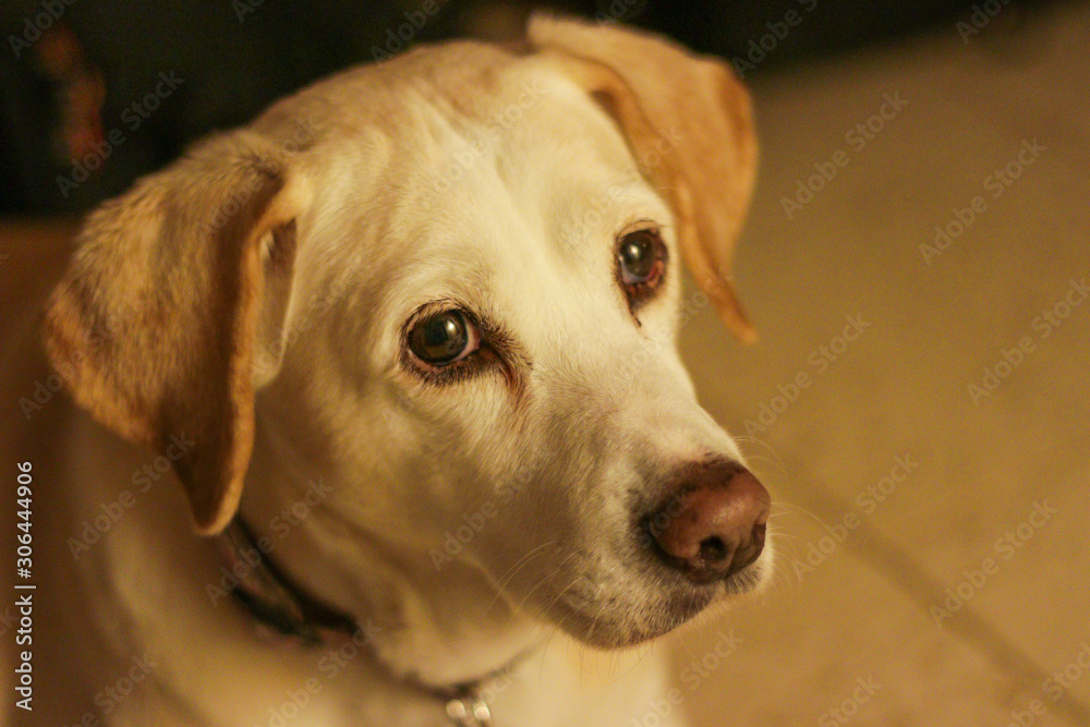 A beagle and lab mix dog with sad eyes, close up. A popular crossbreed from two popular parents, the Beagle and the Labrador. Both breeds are known for their kind nature, and they are very intelligent A beagle and lab mix dog with sad eyes, close up. A popular crossbreed from two popular parents, the Beagle and the Labrador. Both breeds are known for their kind nature, and they are very intelligent