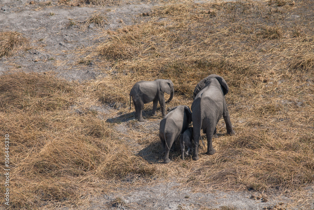 Elephants from an aerial view, Okavango Delta, Botswana, Africa Elephants from an aerial view, Okavango Delta, Botswana, Africa