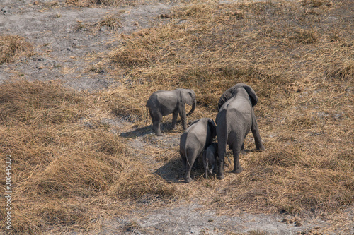 Canvas Print Elephants from an aerial view, Okavango Delta, Botswana, Africa