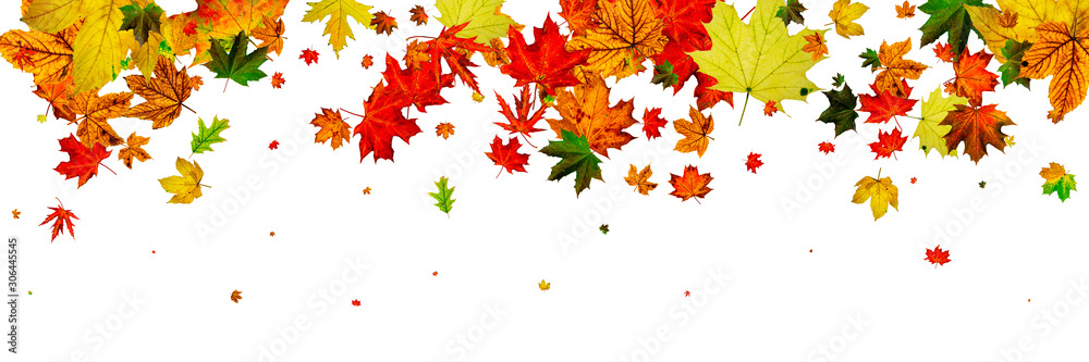 Fall season. Autumn leaves falling pattern isolated on white. Th Fall season. Autumn leaves falling pattern isolated on white. Th