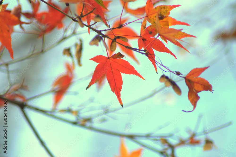 autumn leaves with yellow leaves on the ground