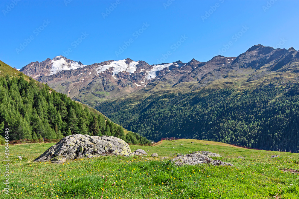 Fototapeta premium Alpine landscape with lush-green meadow, forest, glacier and rocky mountains under blue sky. Oetztal Alps, South Tyrol, Italy
