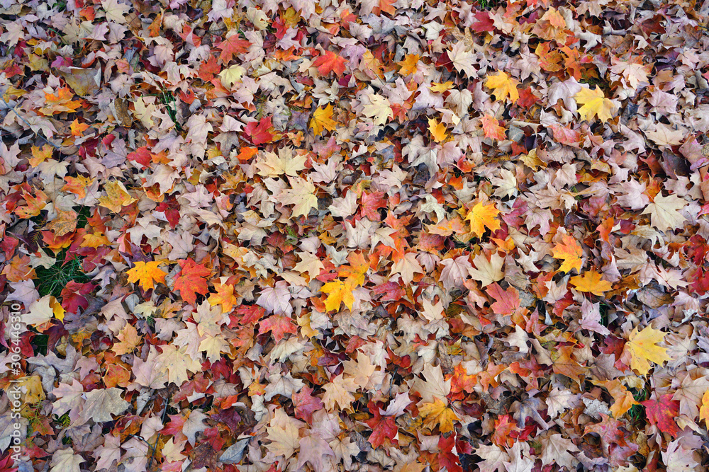 Grass covered with colorful red, orange and yellow maple leaves in autumn