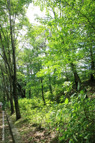 新緑の神戸市立森林植物園