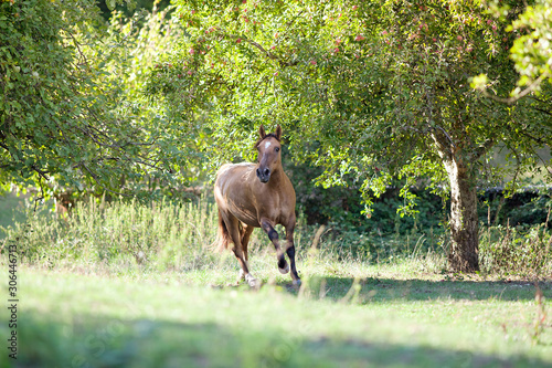 Criollo Pferd Rasse frei laufend auf der Wiese im Sommer