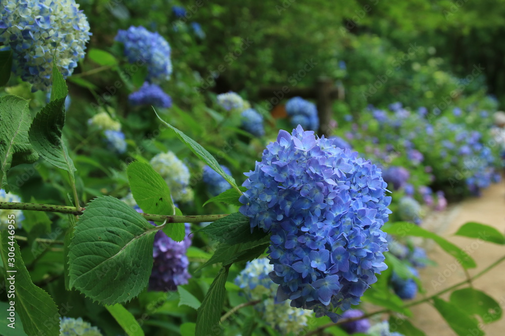 神戸市立森林植物園のアジサイ 神戸市立森林植物園のアジサイ