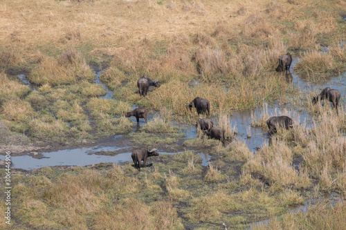 African buffalo from a helicopter, Okavango Delta, Botswana, Africa © Tim on Tour