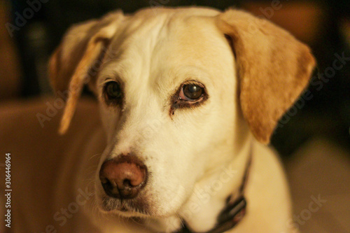 A beagle and lab mix dog with sad eyes  close up. A popular crossbreed from two popular parents  the Beagle and the Labrador. Both breeds are known for their kind nature  and they are very intelligent