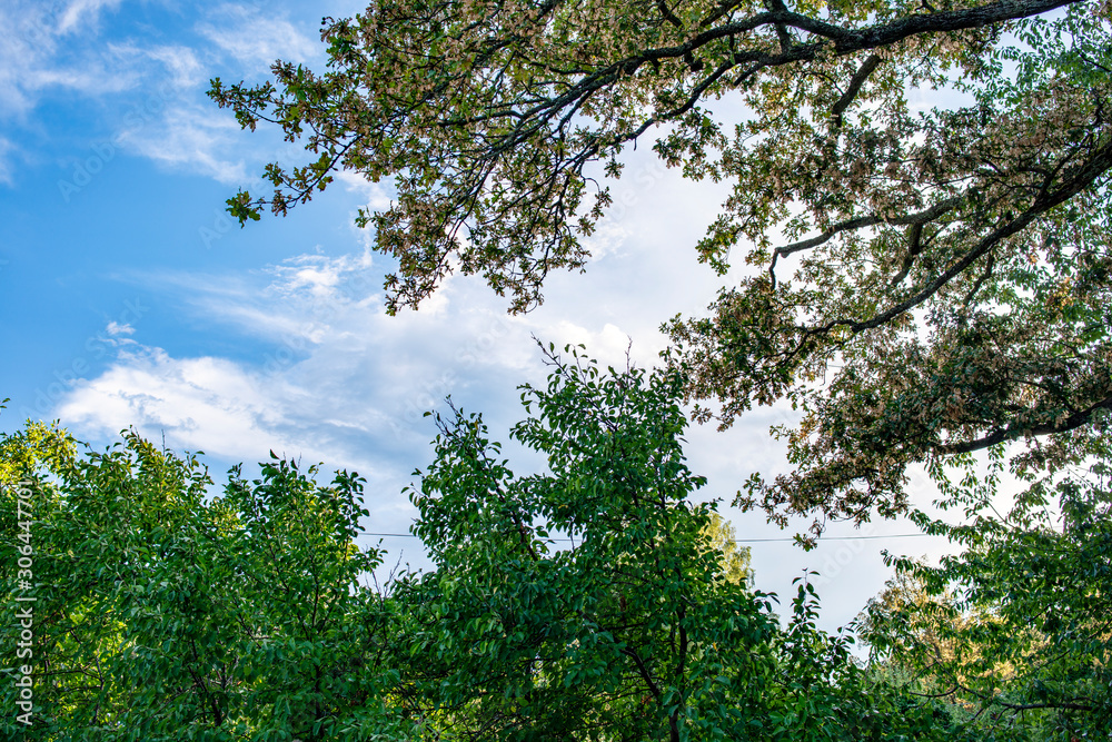tree and sky, sweden, sverige, nacka, stockholm, europe