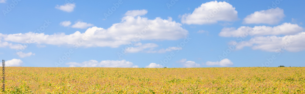 Field with ripened soy. Glycine max, soybean, soya bean sprout growing soybeans. Yellow leaves and soy beans on soybean cultivated field. Autumn harvest. Agricultural soy plantation background