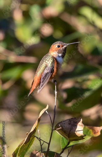 Allen's hummingbird on perch