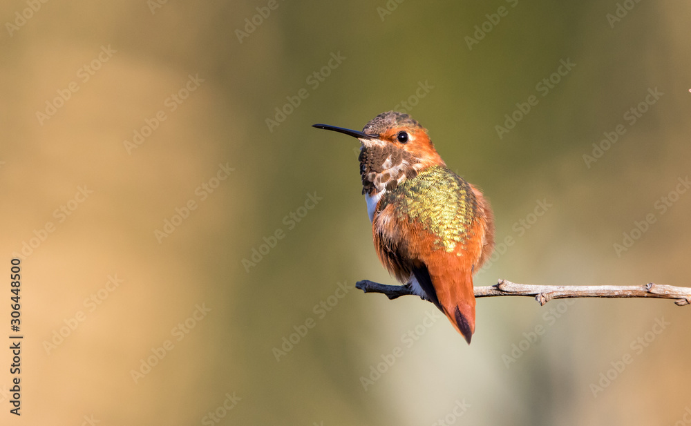 Fototapeta premium Allen's hummingbird on perch