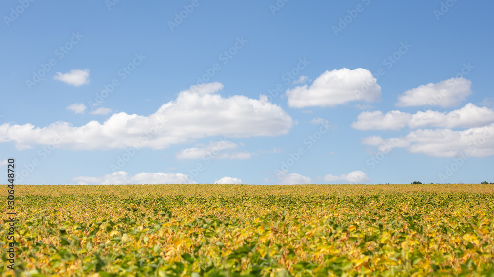 Field with ripened soy. Glycine max, soybean, soya bean sprout growing soybeans. Yellow leaves and soy beans on soybean cultivated field. Autumn harvest. Agricultural soy plantation background