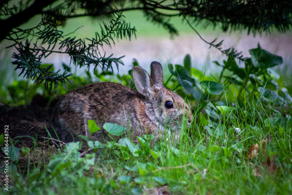 Fototapeta premium Rabbit
