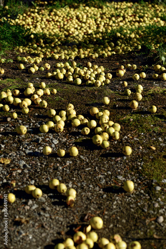 Photography apples in the garden sweden, nacka, stockholm