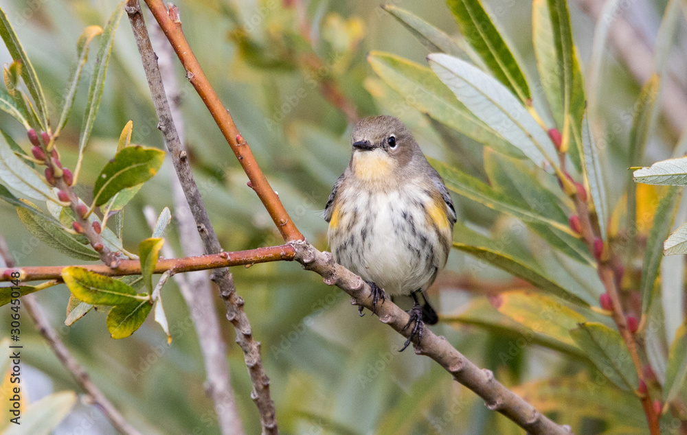 Fototapeta premium songbird on perch