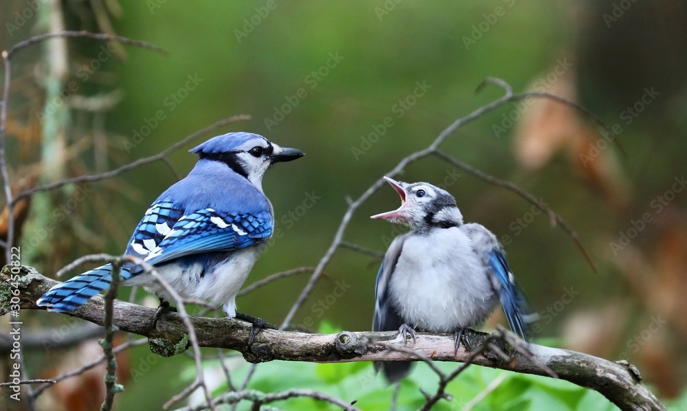 DescriptionThe blue jay is a bird in the family Corvidae, native to North America. It resides through most of eastern and central United States, although western populations may be migratory. DescriptionThe blue jay is a bird in the family Corvidae, native to North America. It resides through most of eastern and central United States, although western populations may be migratory.