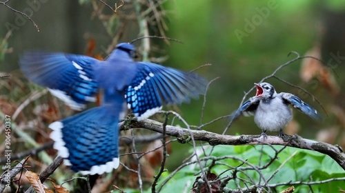 Canvas-taulu DescriptionThe blue jay is a bird in the family Corvidae, native to North America