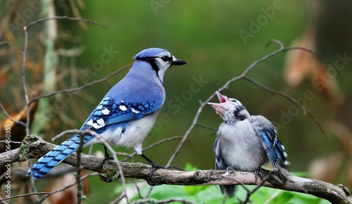 Canvas Print DescriptionThe blue jay is a bird in the family Corvidae, native to North America
